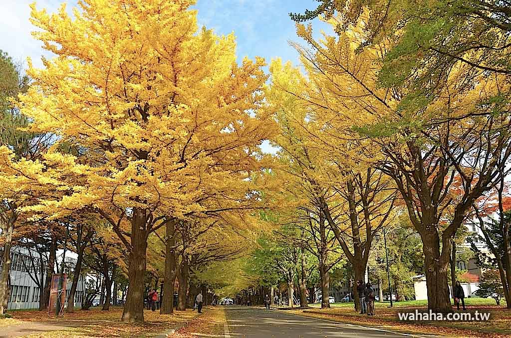 東奔西走北海道：如夢似幻的北海道大學銀杏並木