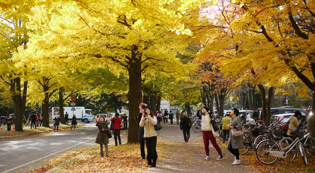 北海道大學秋景色：銀杏並木黃葉(2011)